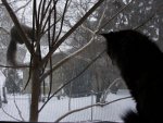 Pohled z mého okna. Kočka sleduje veverku a nevěří vlasním očím.