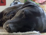 Lilianin labrador Pancha. Strašně líné zvíře.