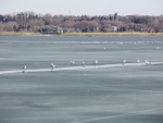 Cestou do Toronta jsme se stavily v Barrie, město na jezeře Simcoe, kde mají spoustu přátelských lidí a dobrých sandwičů a taky nějaké ty racky na jezeře.