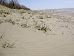 V sobotu jsme se se Simone vypravily na Long Point, poloostrov zasahující hluboko do Lake Erie. V tuto roční dobu je bohatě navštěvován pozorovateli ptáků. Tak jsem se jich aspoň pár naučila. Na jižní straně je písečná pláž. Nikdo se nekoupal.